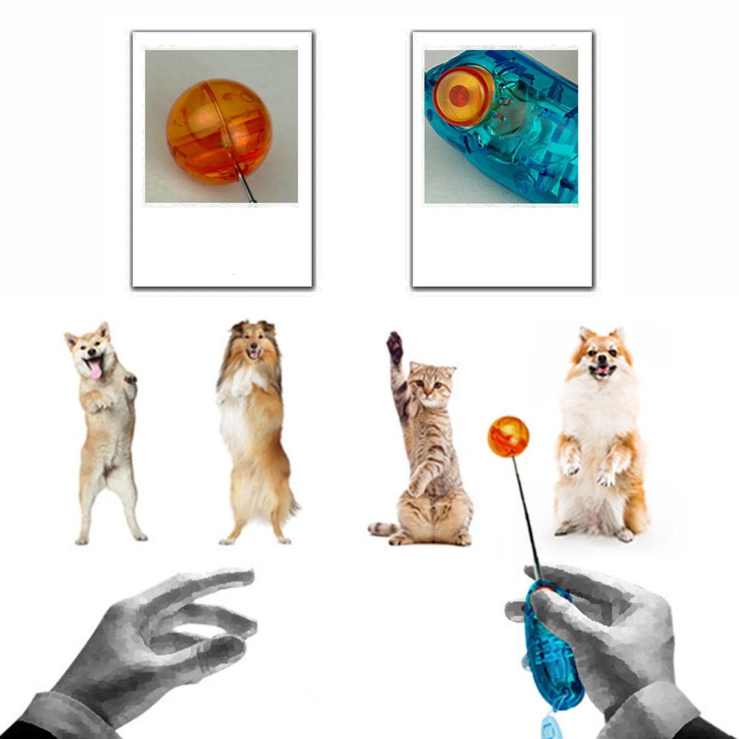 Behogar Novelty Stretchable Design Pet Dog Cat Training Clicker Agility Clickers Bird Whistle Commander Supply Accessory